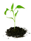 Environmentally Conscious Picture Framing